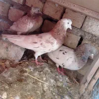 کبوتر پرشی درجه یک مایه کفتر معاوضه انگشتر