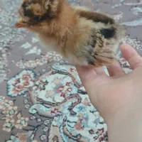 جوجه محلی