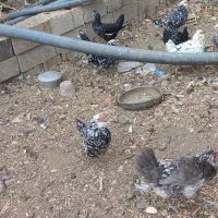 مرغ گلین|حیوانات مزرعه|بن, |دیوار