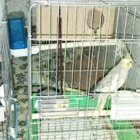 عروس هلندی