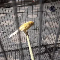 قناری نر پرتقالی وشتری