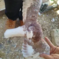 سه کفتر نر هوایی.  فروشی|پرنده|طبس, |دیوار