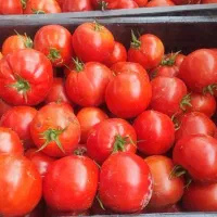 فروش گوجه ارگانیک