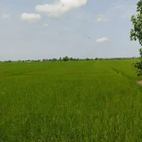 فروش-زمین-کشاورزی