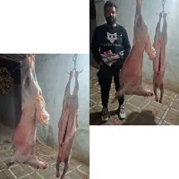 گوسفند بخرید یک دست جگرهدیه بگیرید /خونی|حیوانات مزرعه|مشهد, نوید|دیوار