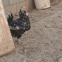 تخم مرغ نطفه دار گلین