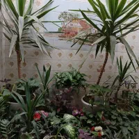 گل خانگی خراب نمیشه