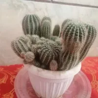 گل کاکتوس|گل و گیاه طبیعی|کرمان, |دیوار