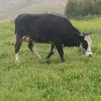 گاو و گوساله سیمینتال اصل