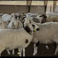 بره درجه یک نیم ساعته درب منزل با قصاب