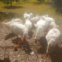 ۶عددغاز خالماگوری و چند عدد عادی