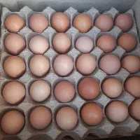 تخم مرغ محلی|خوردنی و آشامیدنی|ارومیه, |دیوار