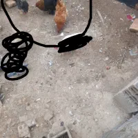 ۲تامرغ سالم وسرحال یکی برهما
