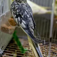 ۱عدد گلباقالی خوشکل نر بالغ دستی درشت و سالم|پرنده|خان ببین, |دیوار