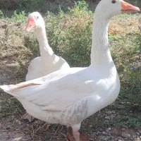 دو غاز نر و ماده جوان