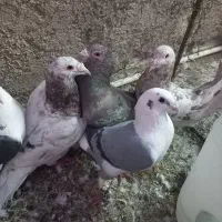 کبوترهفت رنگ سار سرور.پشتدار آلمانی|پرنده|پاکدشت, پاکدشت (مامازند)|دیوار