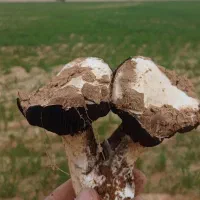 کاه در غیزانیه