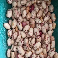 خرید و فروش و بوجاری انواع حبوبات|عمدهفروشی|مشگین شهر, |دیوار