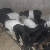 بزوبزغاله زرانگوش