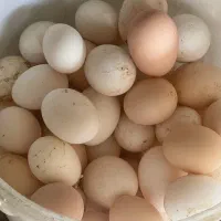 مرغ تخم گذار