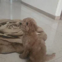 سگ ۳ماه توی پودل