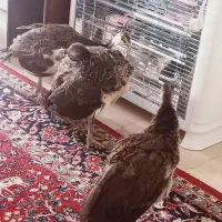 جوجه طاووس هندی|پرنده|تهران, جنتآباد شمالی|دیوار