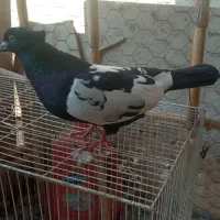 سینه سیاه پشت ماهی|پرنده|مشهد, ادیب نیشابوری (شهرک غرب)|دیوار