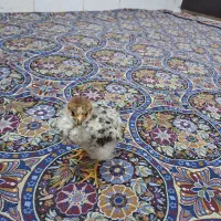 جوجه رسمی 2 ماهه