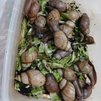 حلزون تراپی