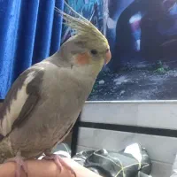 عروس هلندی گم شده|حیوانات|قم, پردیسان|دیوار