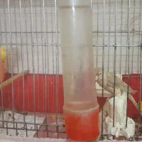 قناری جفت اماده با قفس