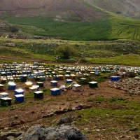 تعداد ۲۰عدد زنبور ده قاب