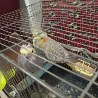 عروس هلندی جفت