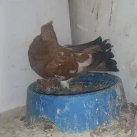 کبوتر|پرنده|اهواز, کیانشهر|دیوار