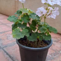 گلدان شمعدانی