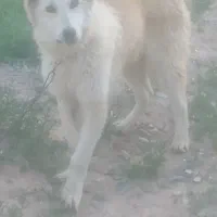 توله سگ خراسانی