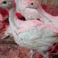 جوجه بوقلمون بیوتی ۶ یکروزه و۴۰روزه|حیوانات مزرعه|شیراز, کلاهدوز|دیوار