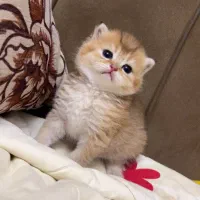 پانسیون خانگی گربه ها