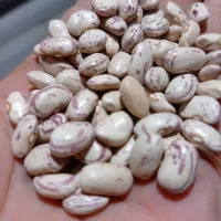 خشکبار|خوردنی و آشامیدنی|اسدآباد, |دیوار