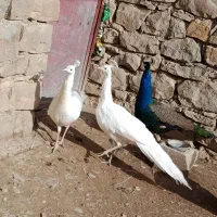 طاووس|پرنده|مسجد سلیمان, |دیوار