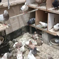 کبوتر نر ماده جوجه