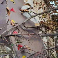 تریلی تانک ۴مواد ۳۲ هزار|خودرو سنگین|صوفیان, |دیوار