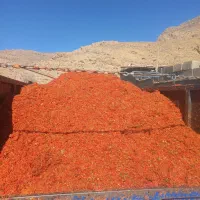 تفاله گوجه