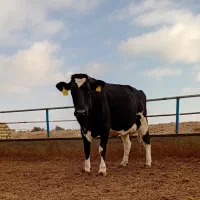 تلیسه وگاو صنعتی|حیوانات مزرعه|باخزر, |دیوار