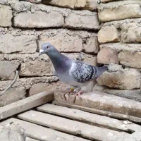 2 تا کبوتر گرفتنی