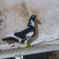 کفتر پرشی پلنگ سرخ دم سفید سارکاکل یهودی زرد کرمون|پرنده|مشهد, نظام دوست|دیوار