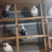 کبوتر  بشناس فروشی