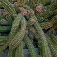 گل خانه|گل و گیاه طبیعی|آذرشهر, |دیوار