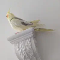 جوجه عروس هلندی دستی