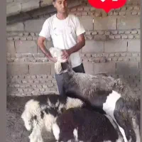 گوسفندبروجردی دوقلو‌بره دار بره ها نر میانسال